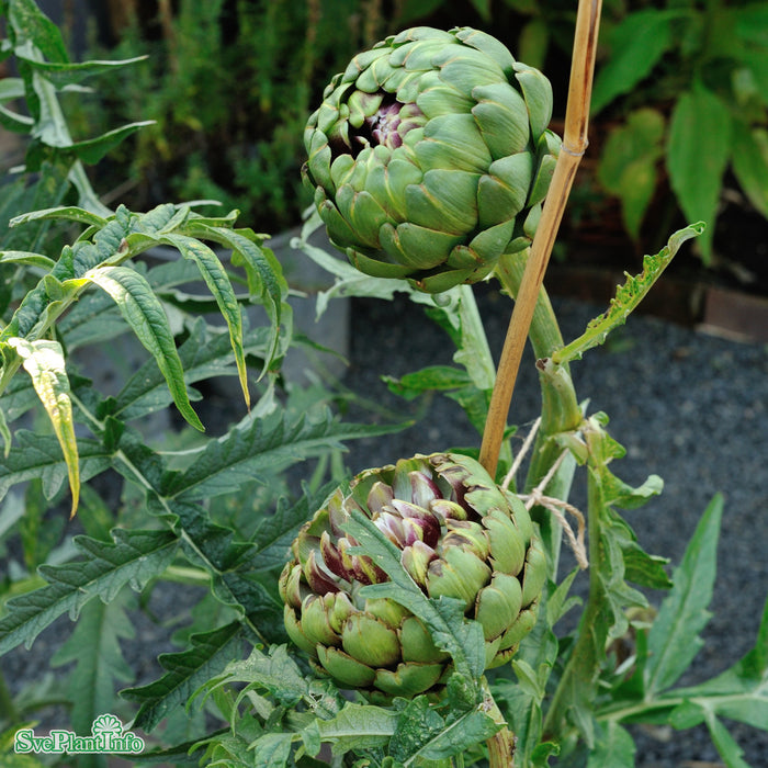 Cynara scolymus A-kval C2