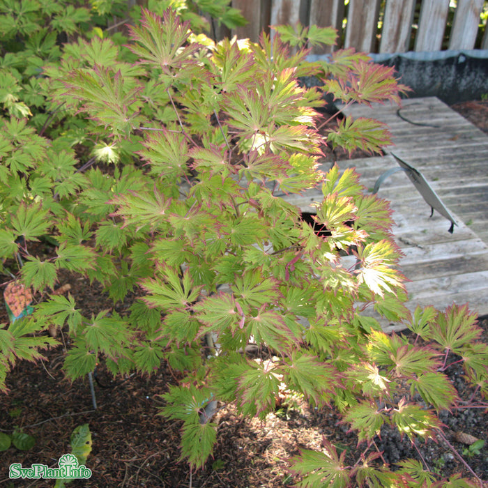 Acer japonicum 'Aconitifolium' Busk C7,5 60-80cm