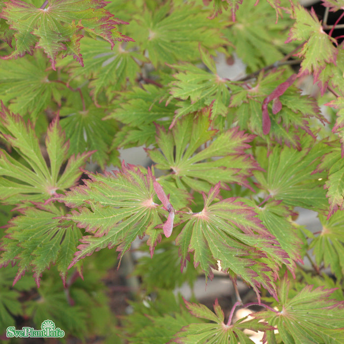 Acer japonicum 'Aconitifolium' Busk C7,5 60-80cm