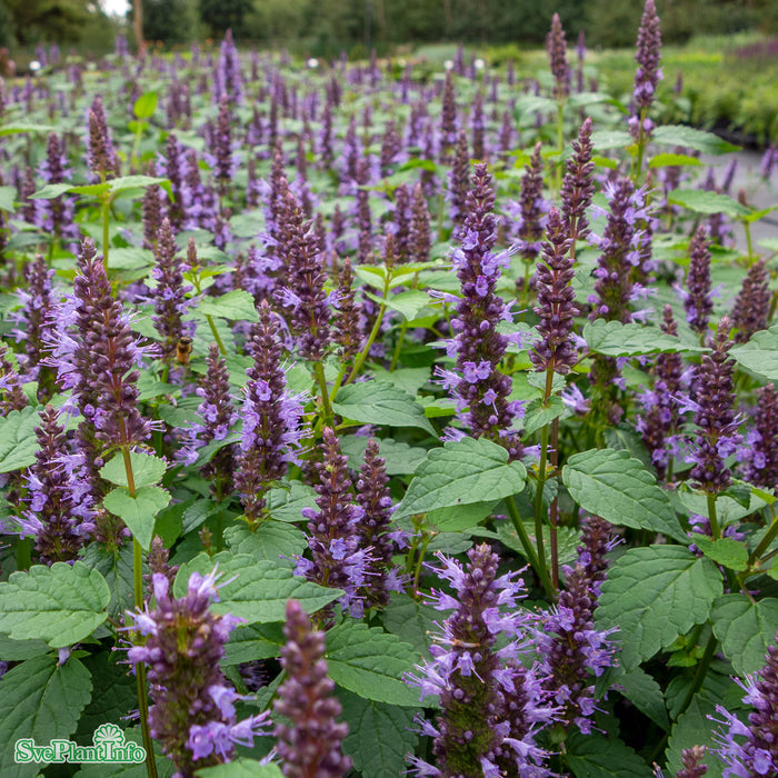 Agastache rugosa 'Little Adder' A-kval