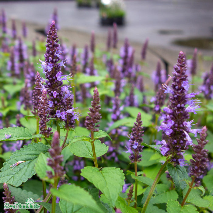 Agastache rugosa 'Little Adder' A-kval