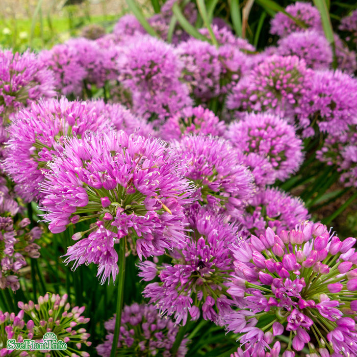 Allium senescens 'Millenium' C6