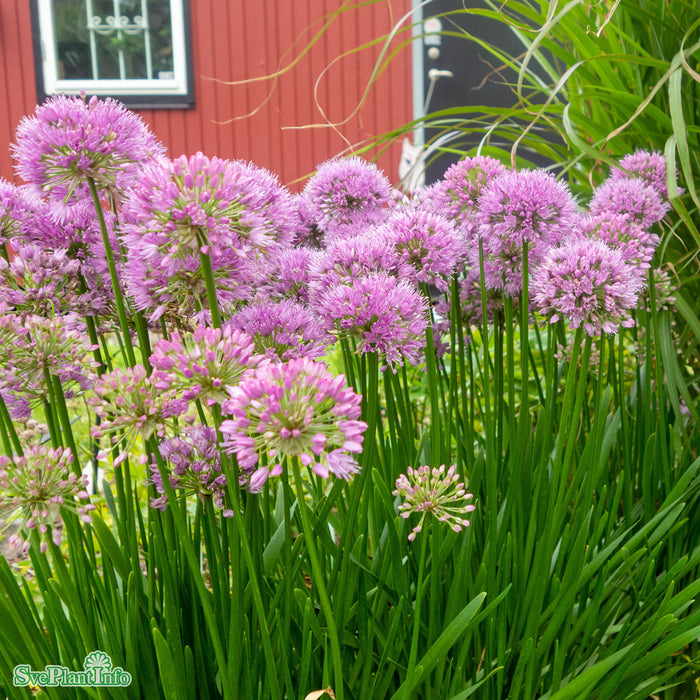 Allium senescens 'Millenium' C6