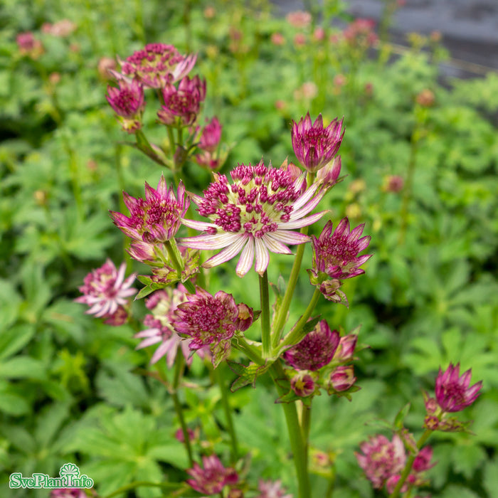 Astrantia major 'Star Of Beauty' A-kval C3