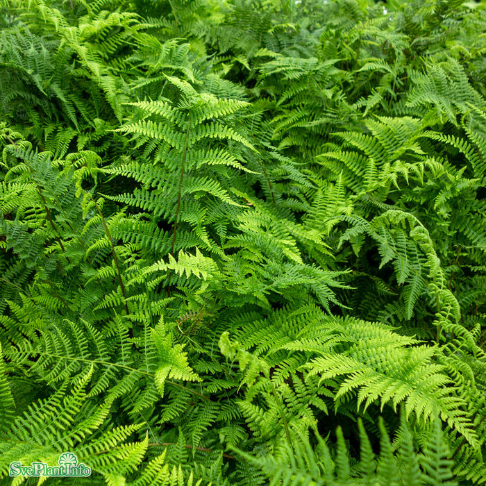 Athyrium filix-femina A-kval