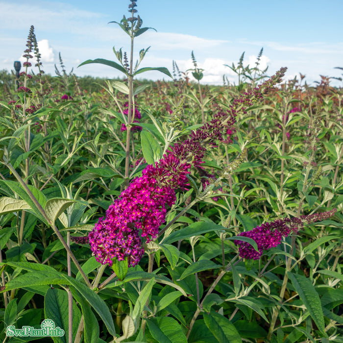 Buddleja davidii 'Miss Ruby' Busk C5