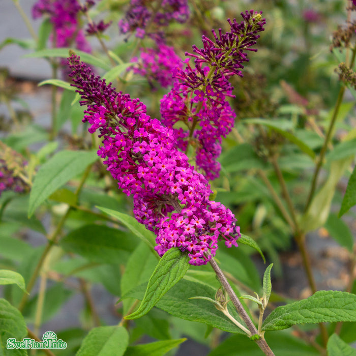 Buddleja davidii 'Miss Ruby' Busk C5