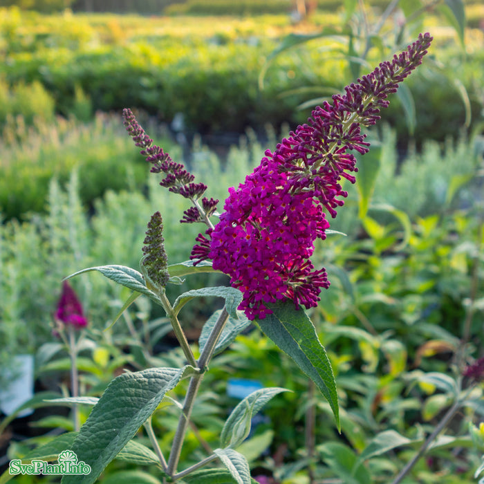 Buddleja davidii 'Miss Ruby' C5