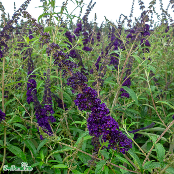 Buddleja davidii 'Black Knight' Busk C4,5