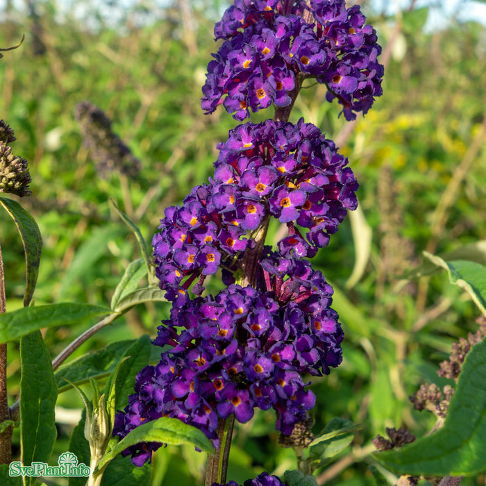 Buddleja davidii 'Black Knight' Busk C3,4