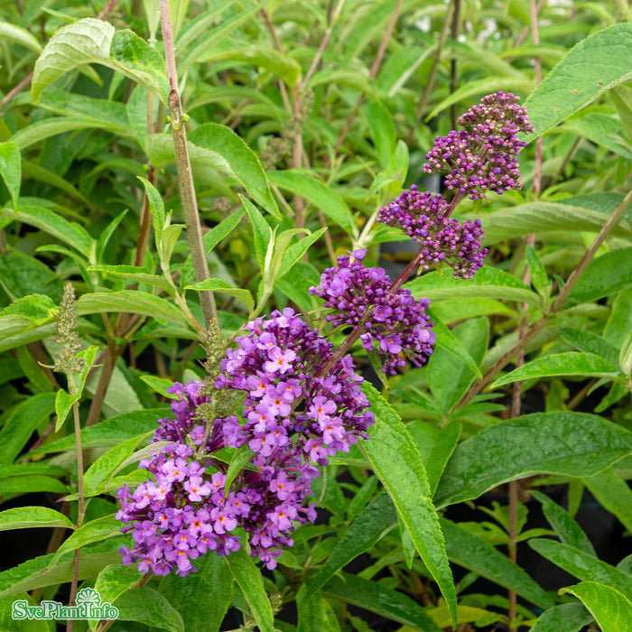 Buddleja davidii 'Ille de France' Busk C7,5 60-80cm