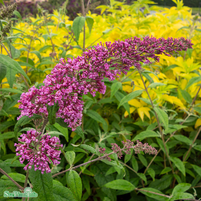 Buddleja davidii 'Pink Delight' C4,6 40-60cm