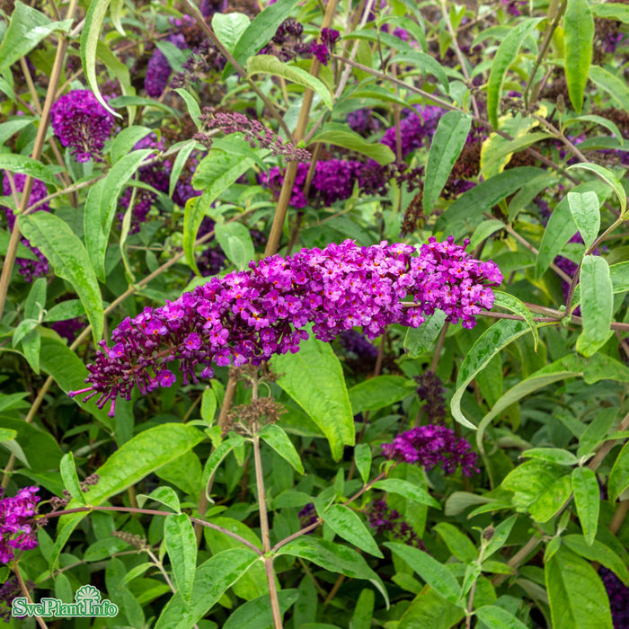 Buddleja davidii 'Miss Violet' Busk C5