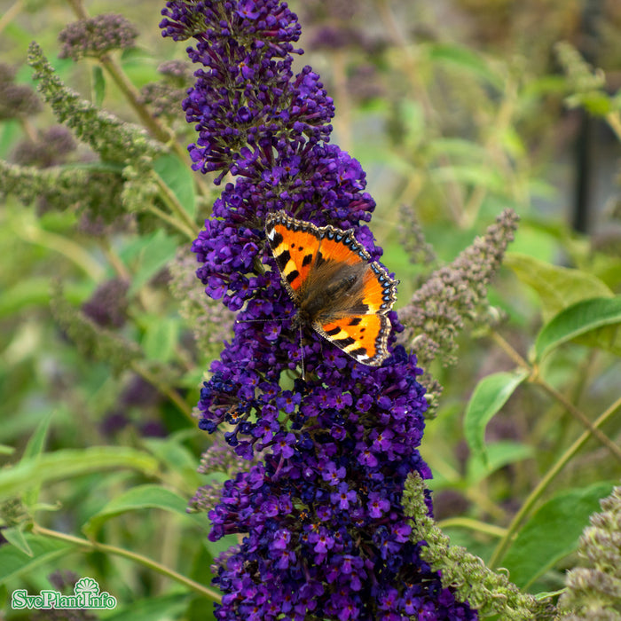 Buddleja davidii 'Groovy Grape' Busk C5