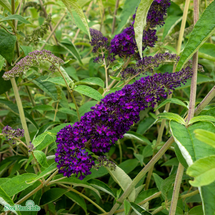 Buddleja davidii 'Groovy Grape' Busk C5