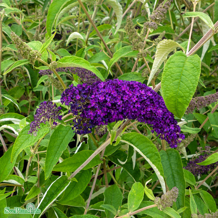 Buddleja davidii 'Groovy Grape' Busk C5