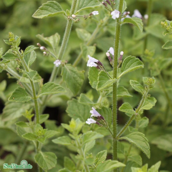 Clinopodium nepeta A-kval C2