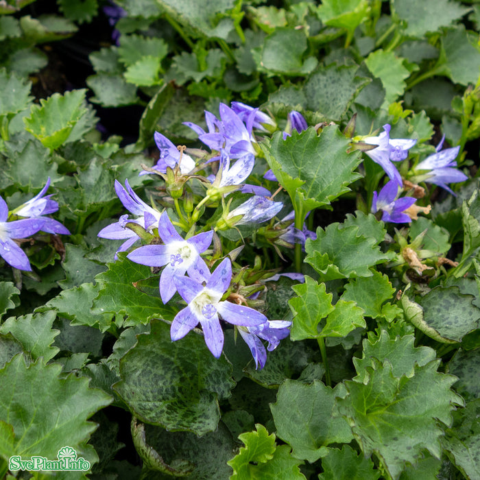 Campanula poscharskyana 'Stella' A-kval