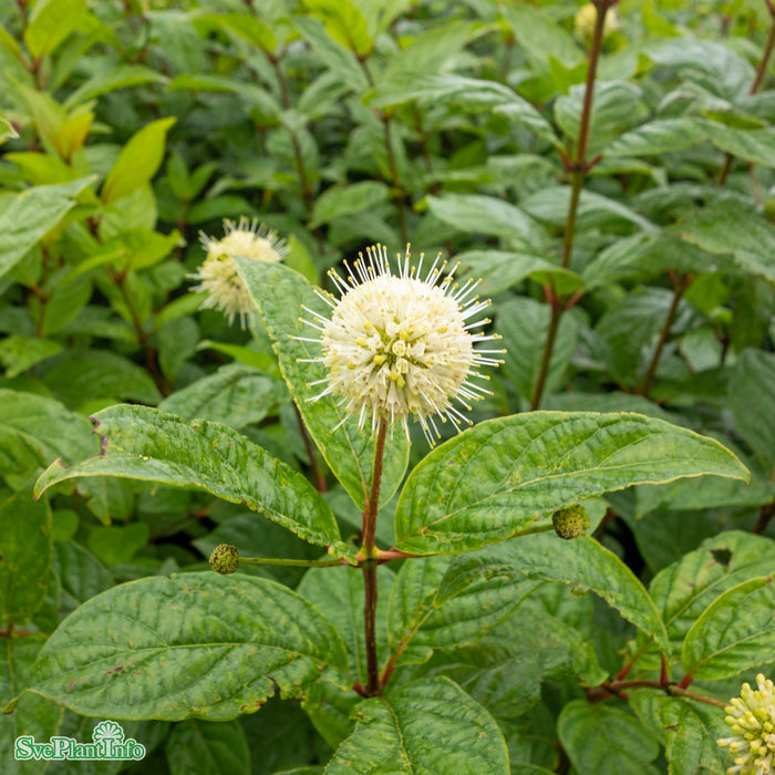 Cephalanthus occidentalis Busk C3,4
