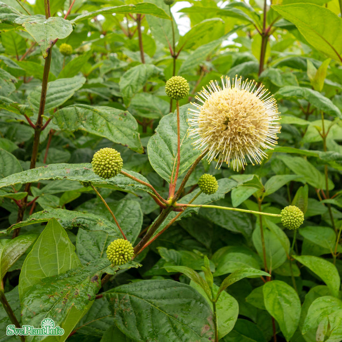 Cephalanthus occidentalis 'Fiber optics' Solitär C12 50-80cm