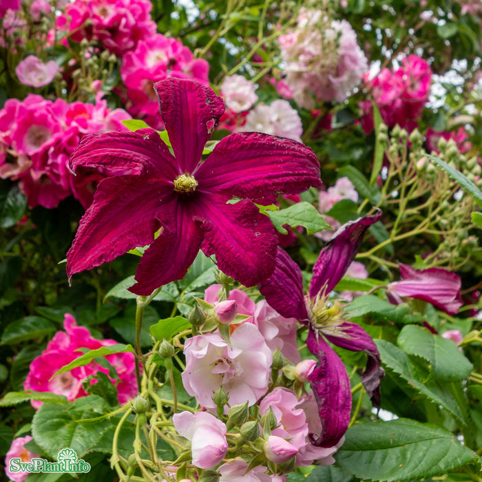 Clematis (Vitic.) 'Mme Julia Correvon' A-kval C2