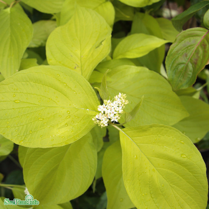 Cornus alba 'Aurea' C3,5