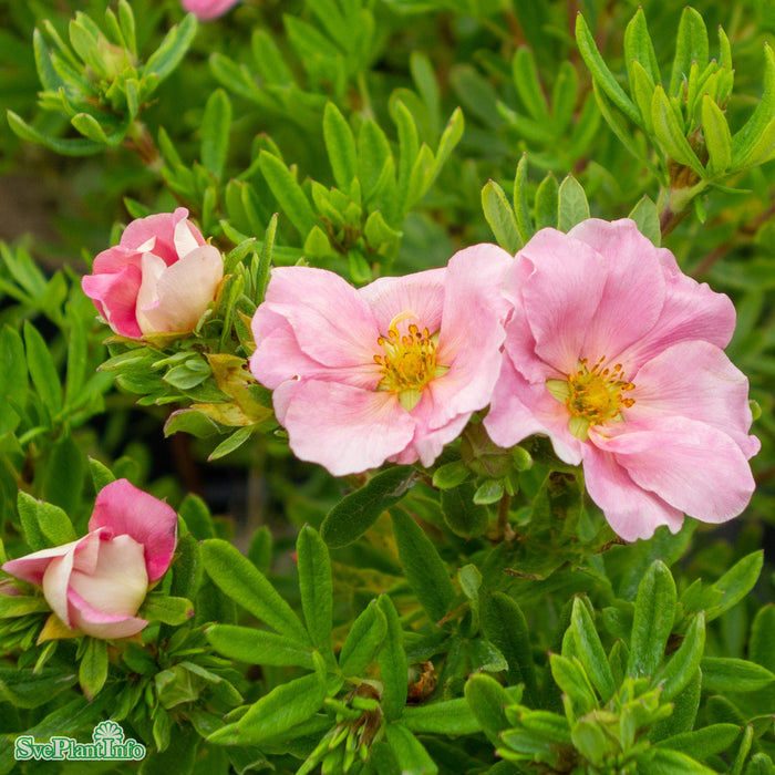 Potentilla fruticosa 'Lovely Pink' Busk C4,5