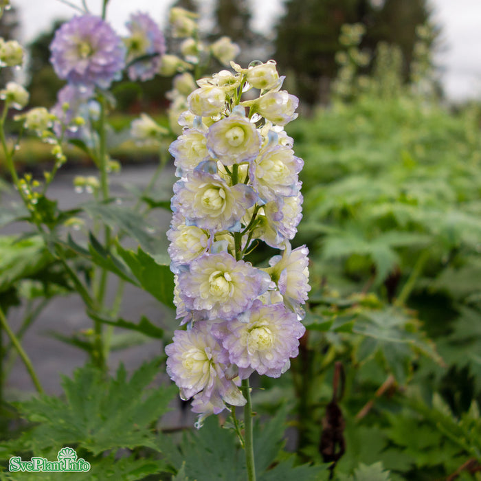 Delphinium (Highlander-Serien) 'Moon Light' A-kval