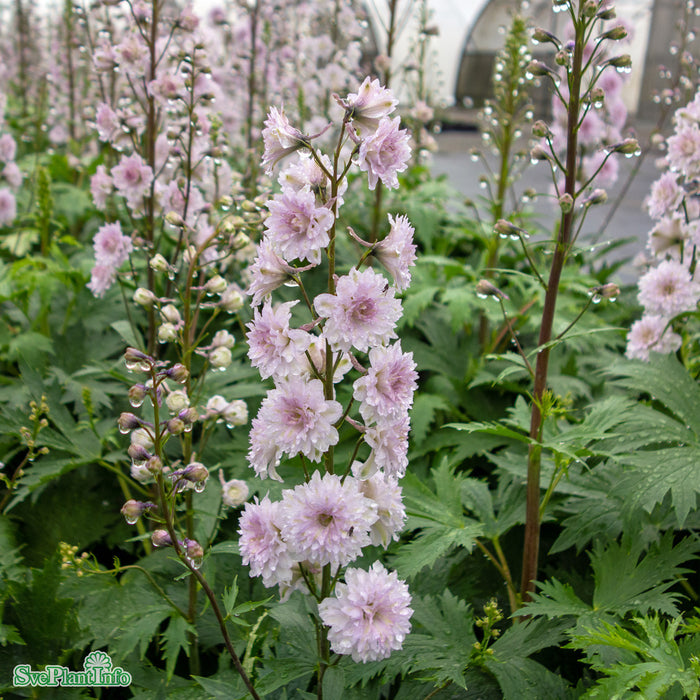 Delphinium (Highlander-Serien) 'Cha Cha' A-kval C2