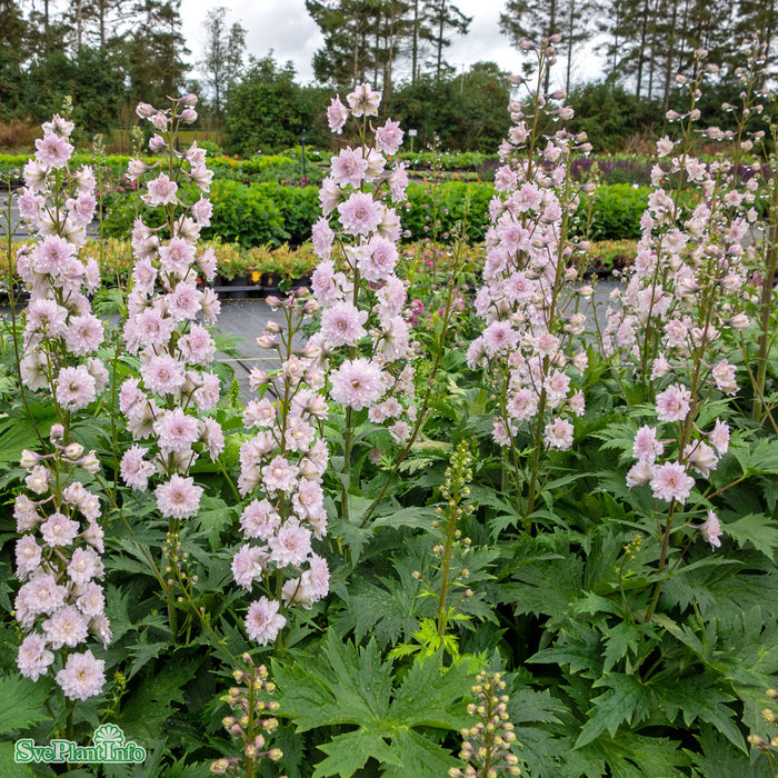 Delphinium (Highlander-Serien) 'Cha Cha' A-kval C2
