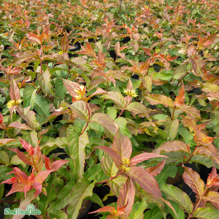 Diervilla sessilifolia 'Dise' Busk C3