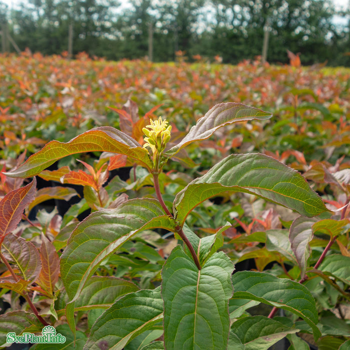 Diervilla sessilifolia 'Dise' Busk C3
