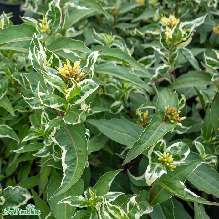 Diervilla sessilifolia 'Cool Splash' C6 30-40cm