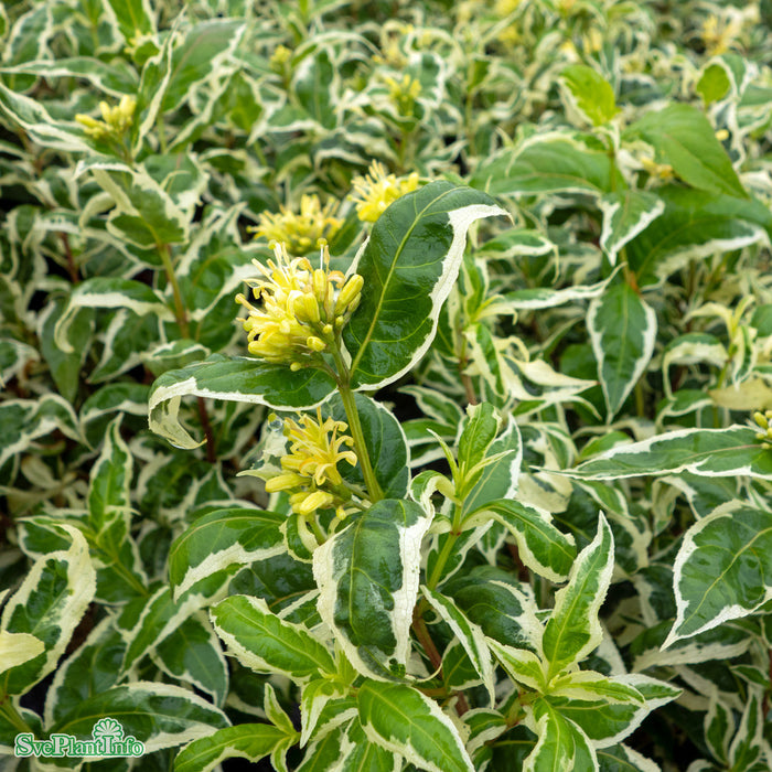 Diervilla sessilifolia 'Cool Splash' C6 30-40cm