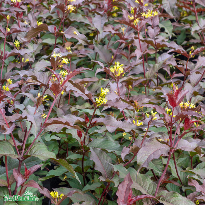 Diervilla splendens 'Diva' Busk C3,5