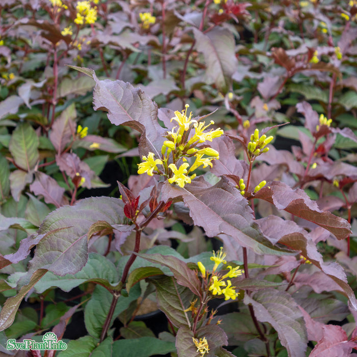 Diervilla x splendens 'Diva' C6 40-50cm