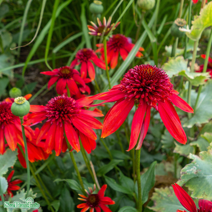 Echinacea 'Eccentric' A-kval