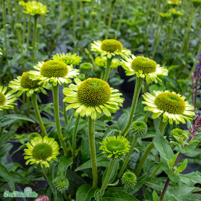 Echinacea 'Green Jewel' A-kval