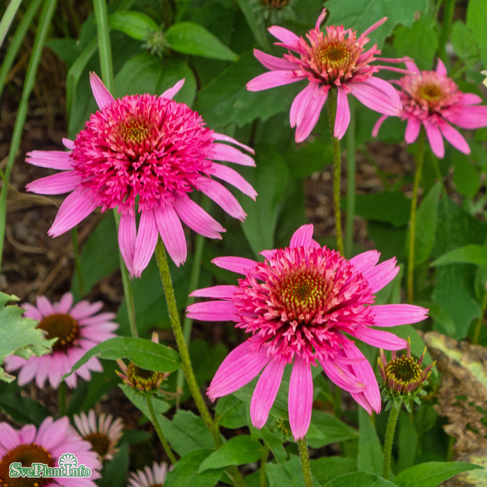 Echinacea purpurea 'Pink Double Delight' A-kval