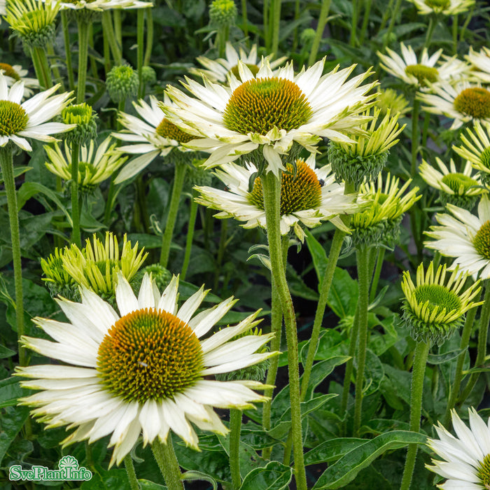 Echinacea purpurea 'Virgin' A-kval
