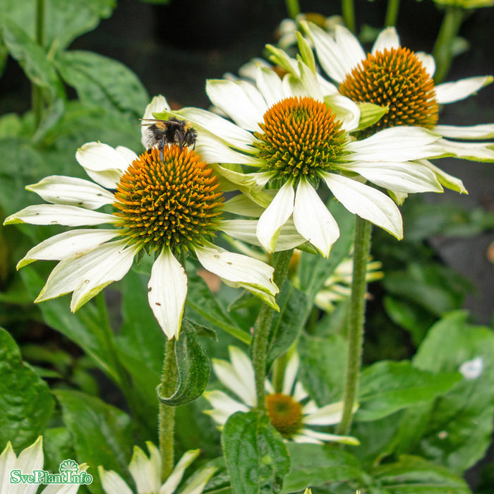 Echinacea purpurea 'White Swan' A-kval