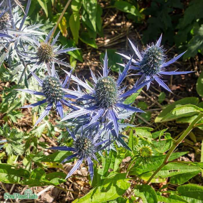 Eryngium zabelii 'Big Blue' A-kval