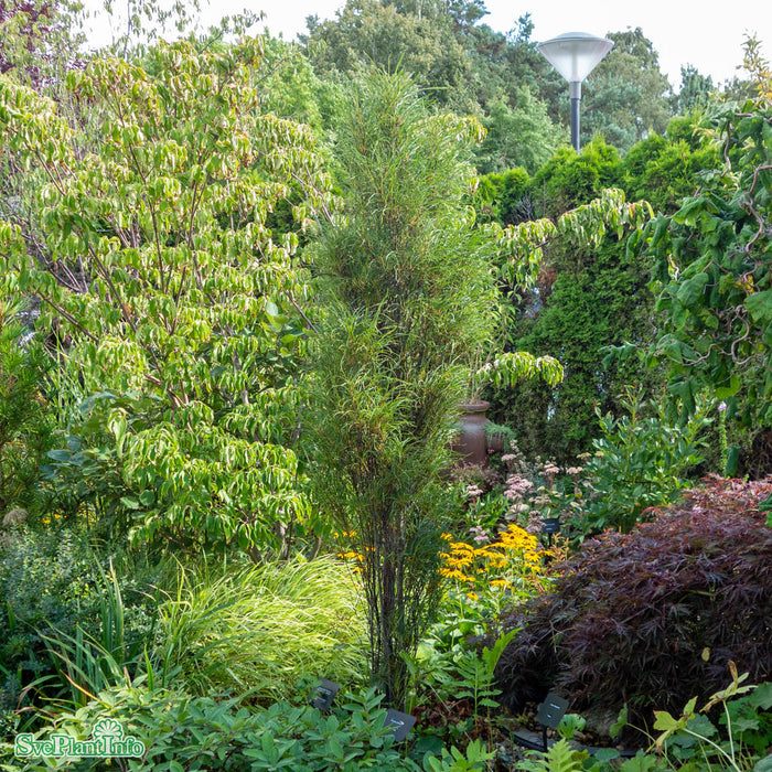 Rhamnus frangula 'Fine Line' C16,5 King-Size 80-100cm