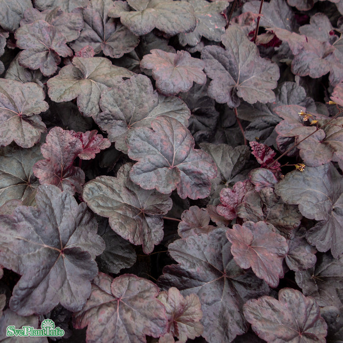 Heuchera 'Obsidian' A-kval
