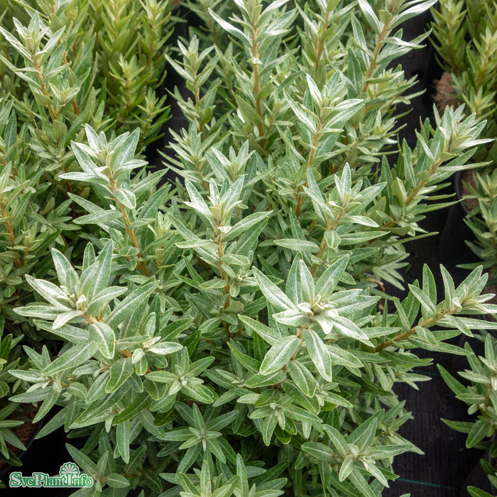 Hippophae rhamnoides 'Hikul' Busk C3,5