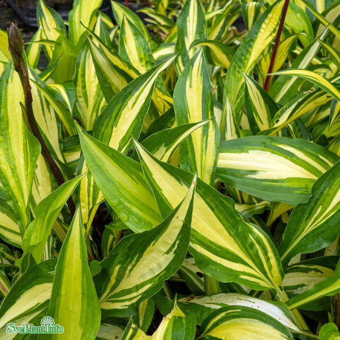 Hosta 'Cherry Berry' A-kval