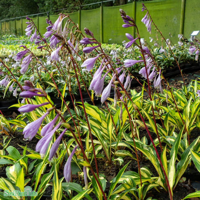 Hosta 'Cherry Berry' A-kval