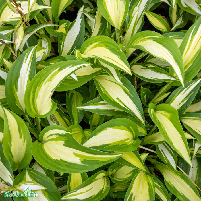 Hosta 'Night Before Christmas' A-kval