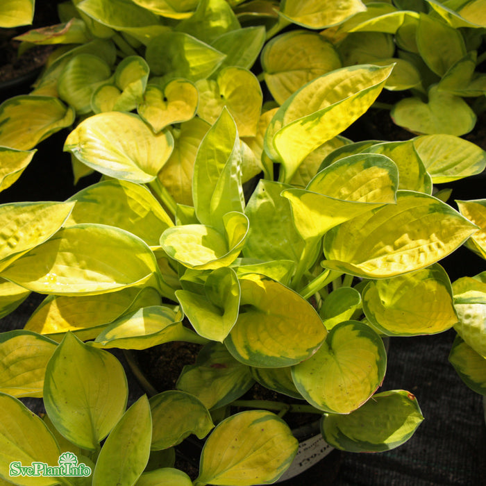 Hosta 'Rainforest Sunrise' A-kval