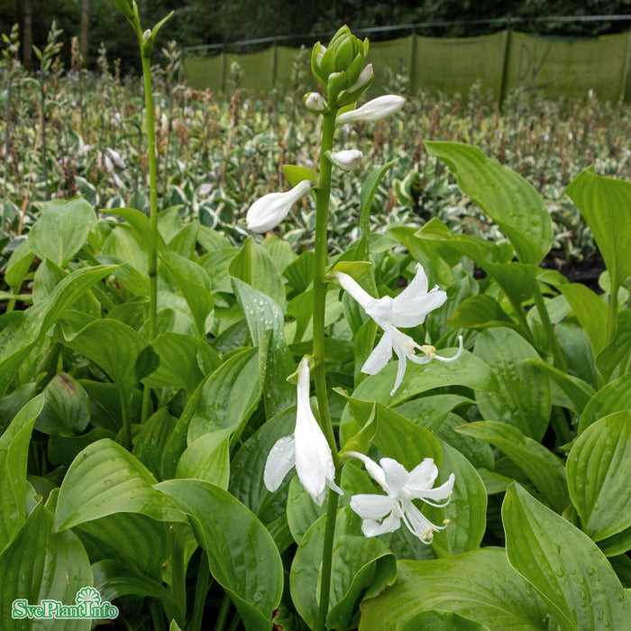Hosta 'Royal Standard' C3